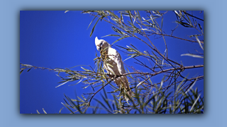 1993_WA_D06-13-18 Nacktaugen-Kakadu.jpg